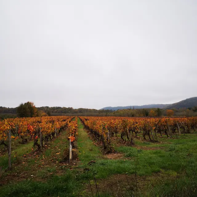 221130_Vignes automne_PR Caillac -