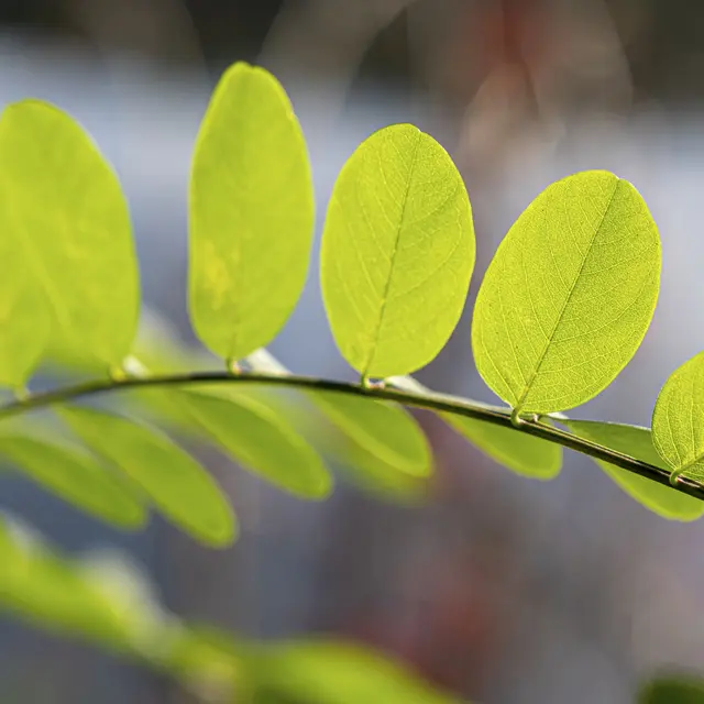 Feuilles en bord de rivière