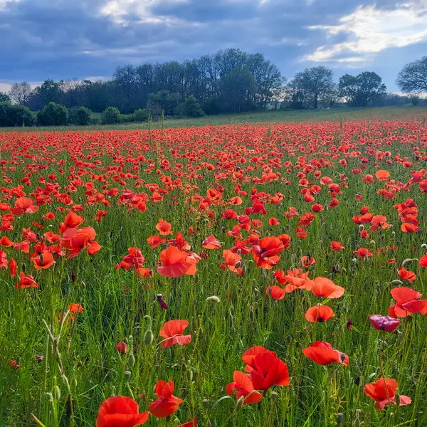 Champs de coquelicots