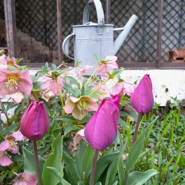 28042024-fête de printemps troc aux plantes-la forge au fil du temps