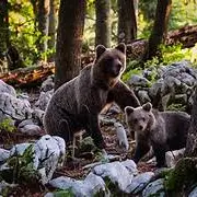 Ours
