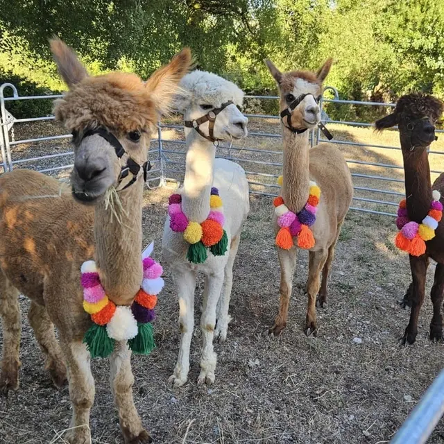 Alpagas en couleurs