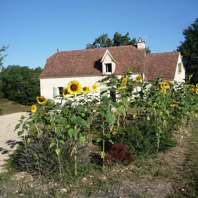 tournesols