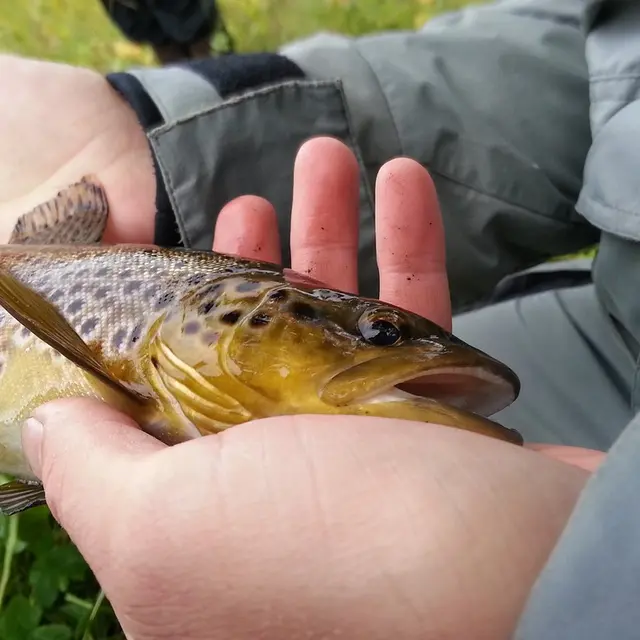 trout-1178327_960_720