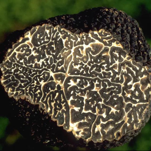 truffe7