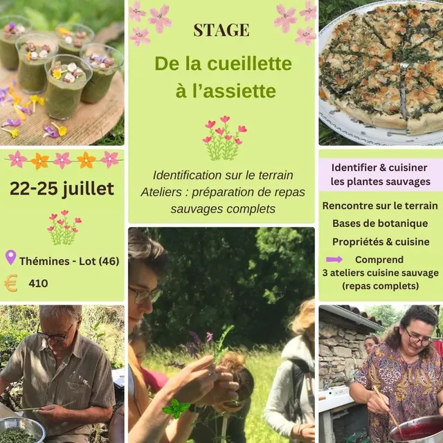 Stage identifier et à cuisiner les plantes sauvages