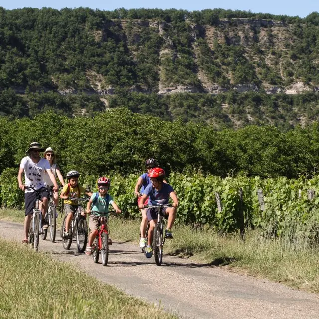 velo-dans-les-vignes-veloroute-p-foresti-mediart360-1024x683