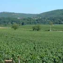 vignes labaniere