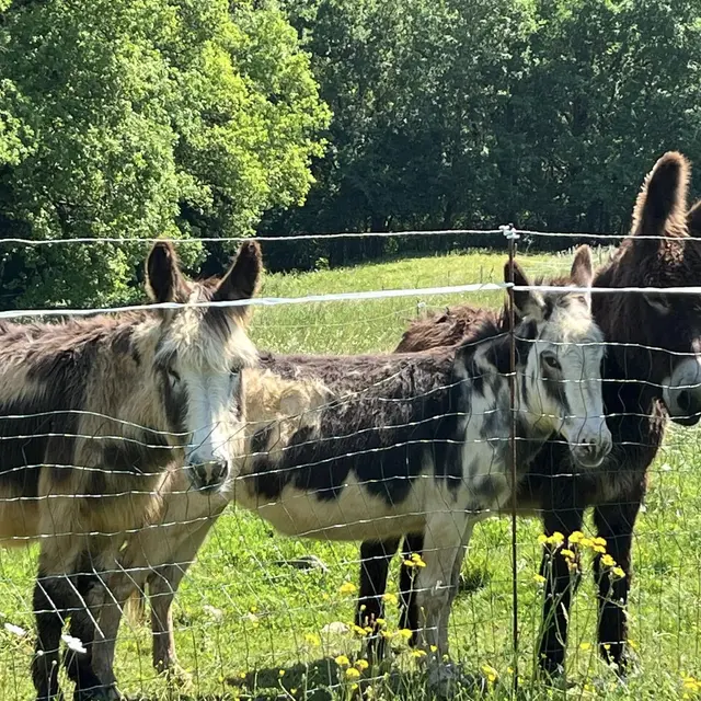 Our donkeys / nos ânes