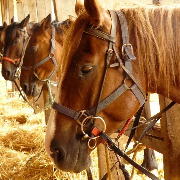 A Cheval