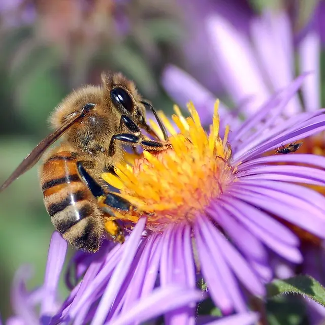 Abeille
