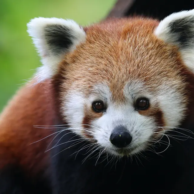 Réserve Zoologique de Calviac - Panda roux