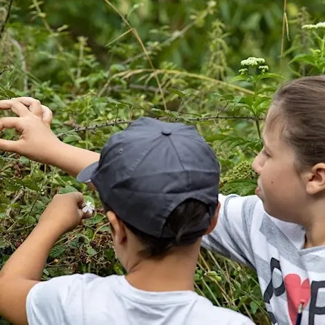 Animation forêts