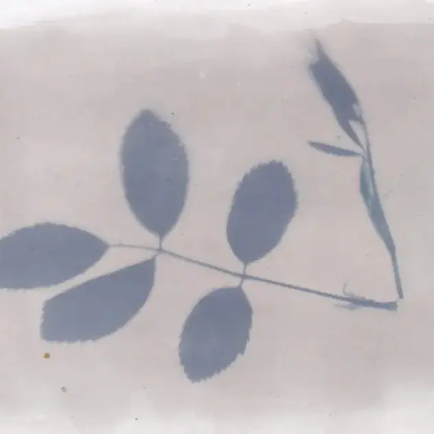 Anthotype feuille de rosier