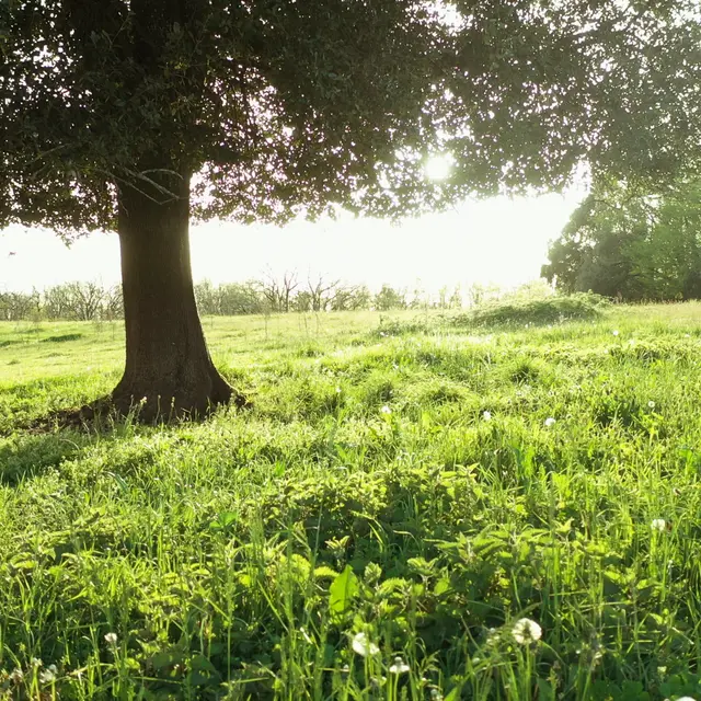 Arbre de paulin 1 redi1
