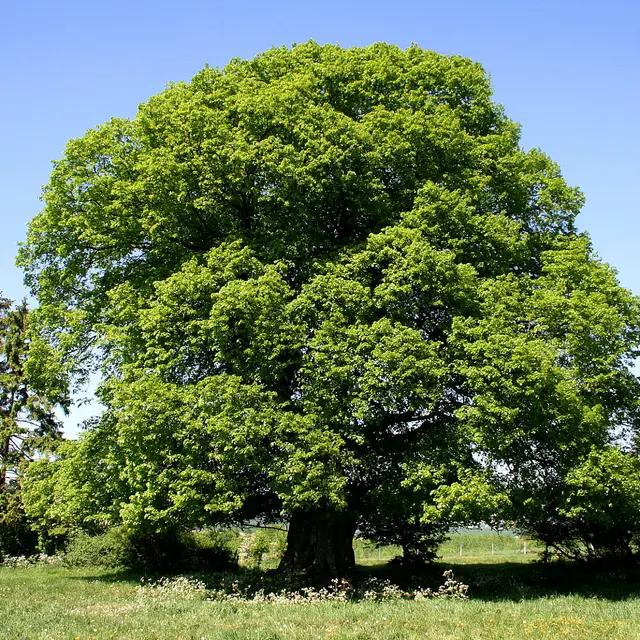Arbre
