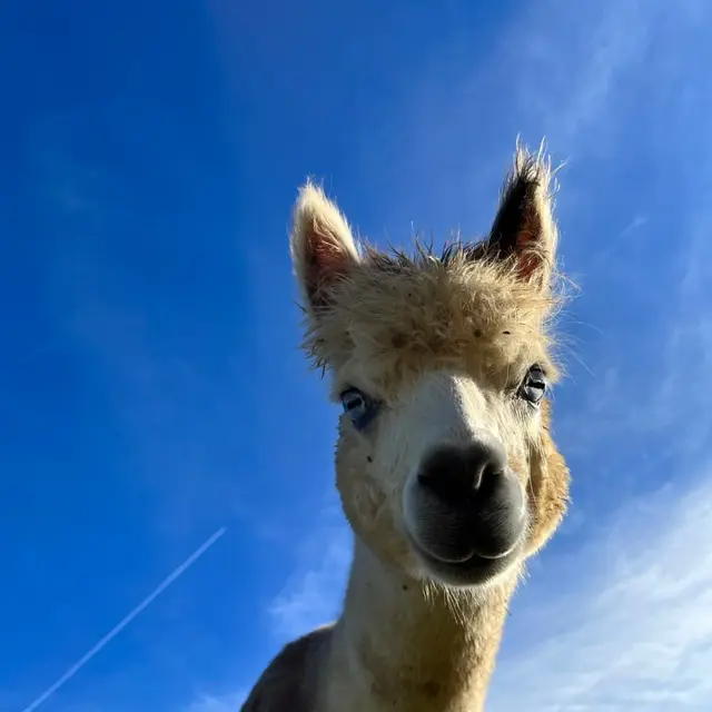BLUEY