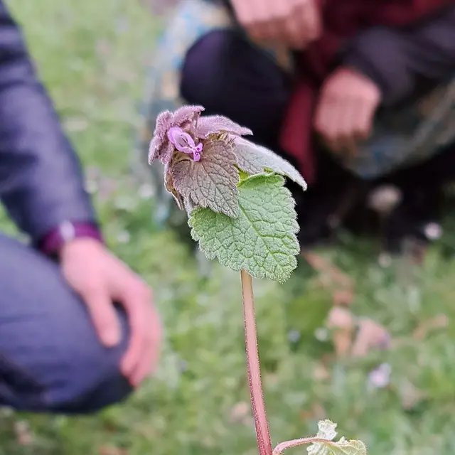 Balade Plantes sauvages comestibles - Blandine Boulanger