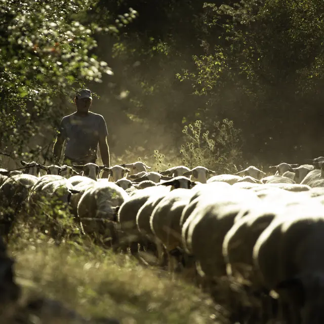 Brebis-Caussenarde-©MalikaTurin-8207-HD (1)