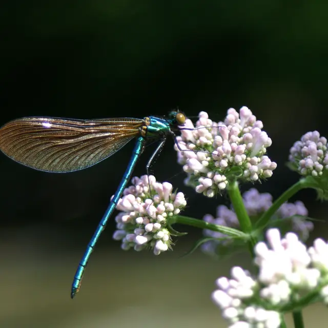 Calopteryx vierge male sur Valeriane