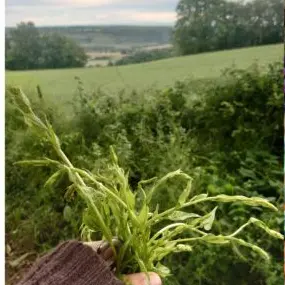 Capture d'écran