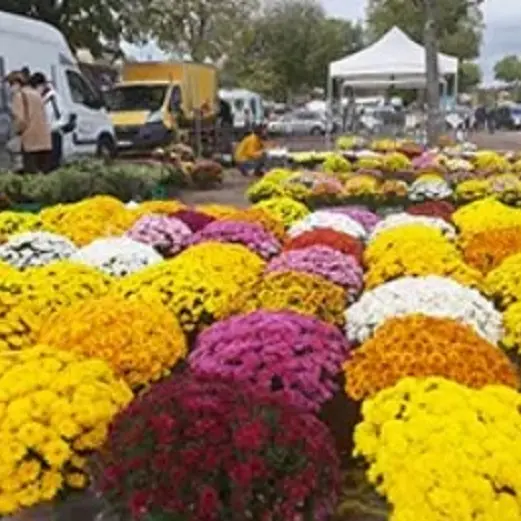 marché aux chrysanthèmes