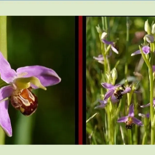 capture d'écran orchidées