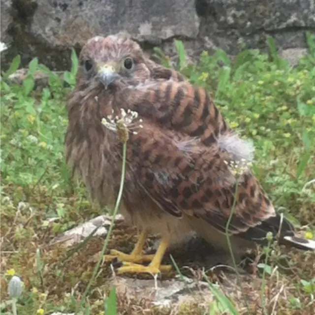 Nids de pâques au Château d’Assier