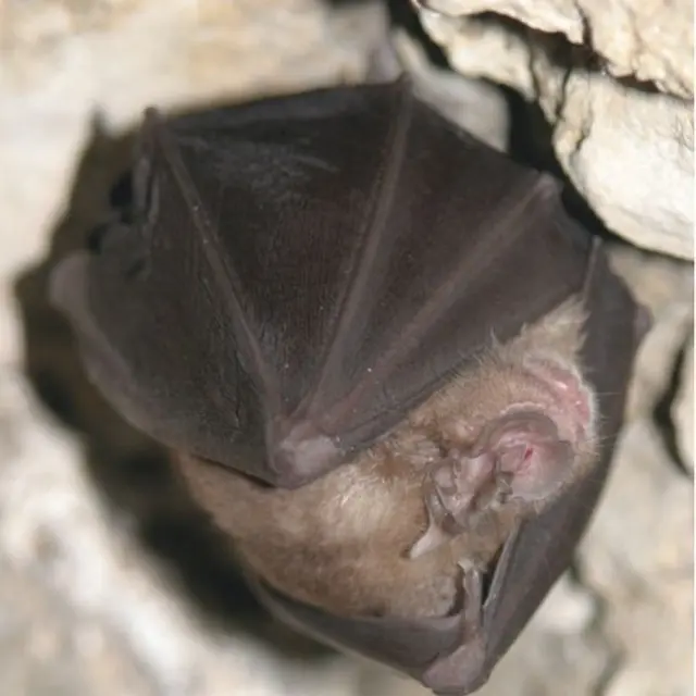 La nuit de la chauve-souris