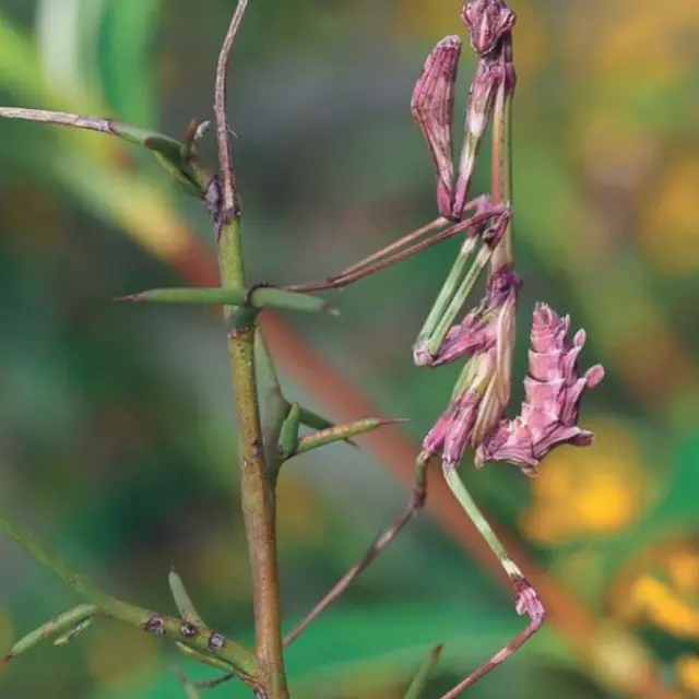 Aventure dans le mini-monde au château d'Assier