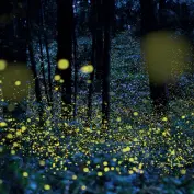 Lucioles