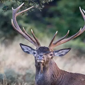 Cerf-elaphe-©-Ch.Rambal_LPO