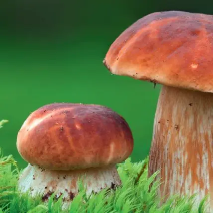 Champignon