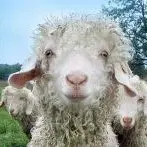 Chèvres angora