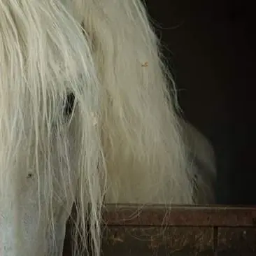 Cheval à Escazalou