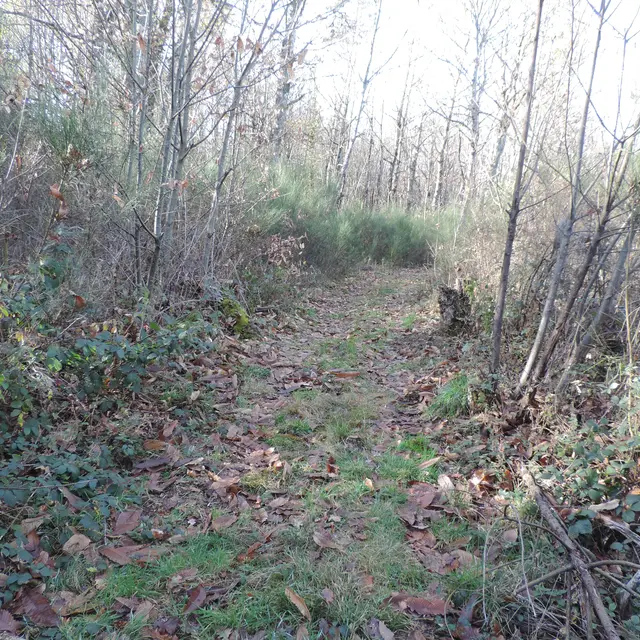 Chemin d_herbe