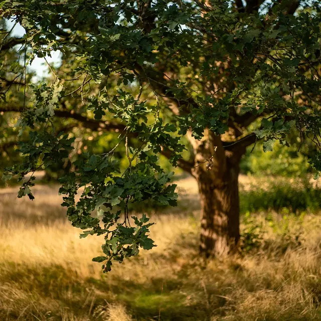 Arbre - Chêne