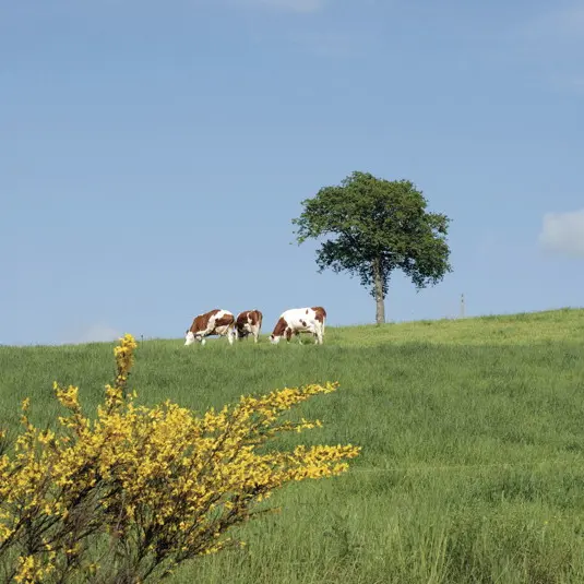 Vaches en Pâture dans le Limargue