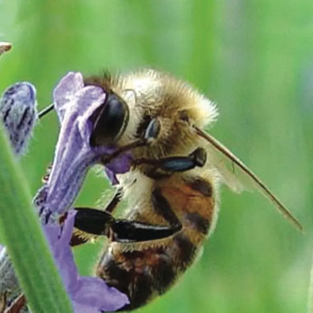 Abeille