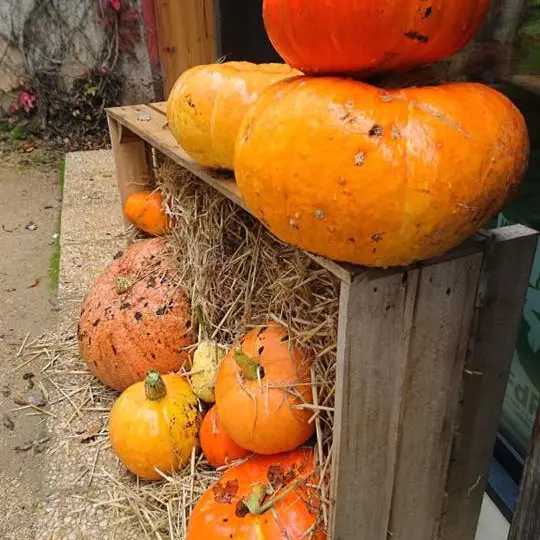 Citrouilles 1