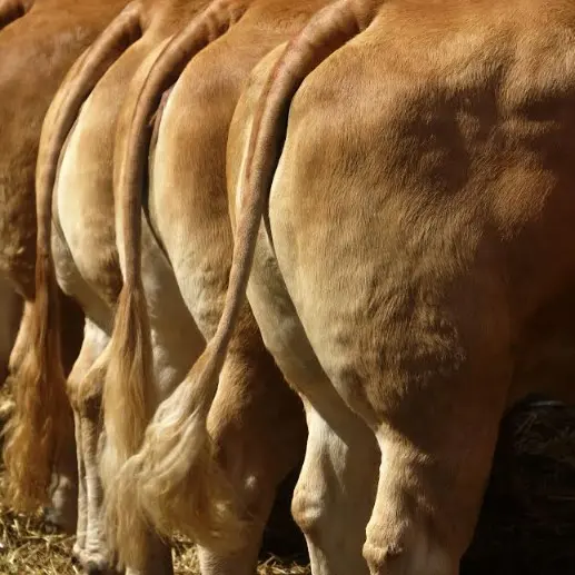 Comice Agricole de Lanteuil
