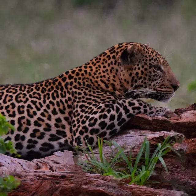 Kenya, terre sauvage