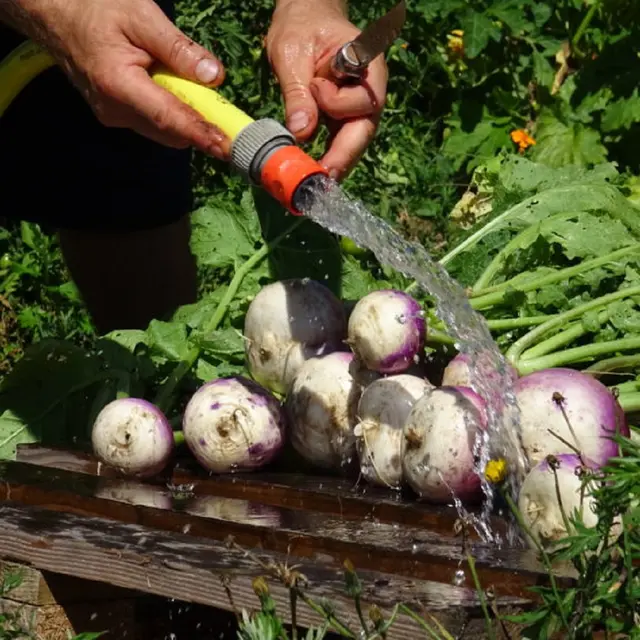 Légumes de printemps