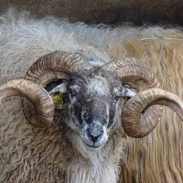 mouton