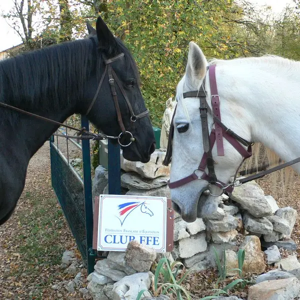 Etrier du Causse - Chevaux