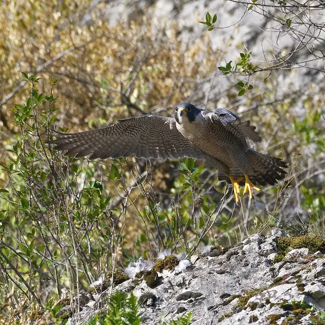 Faucon pèlerin