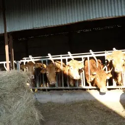 Ferme-de-Brossard_Lanteuil_vaches