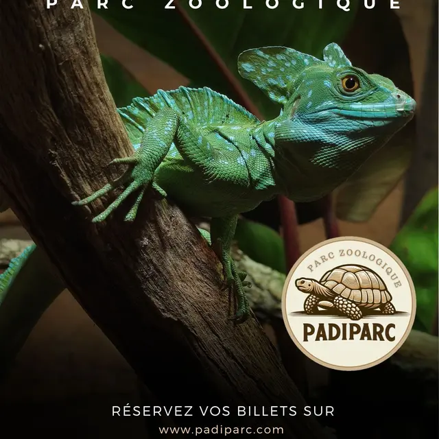 Basiliscus plumifrons