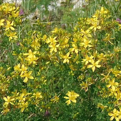 Fleurs