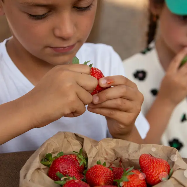 Fraises-Marche-de-Pays-Monceaux-sur-Dordogne-Malika-Turin.jpg-1200px